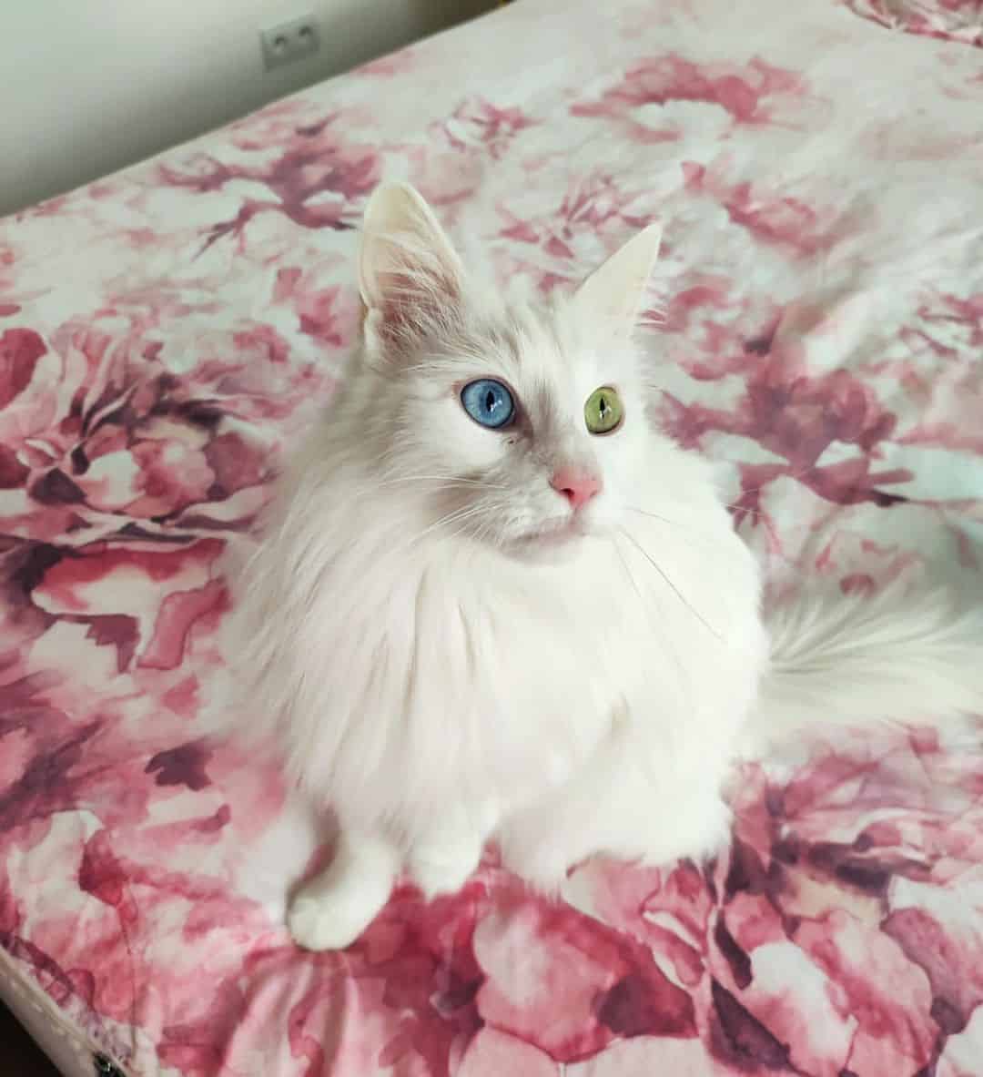 photo of a gorgeous turkish angora cat