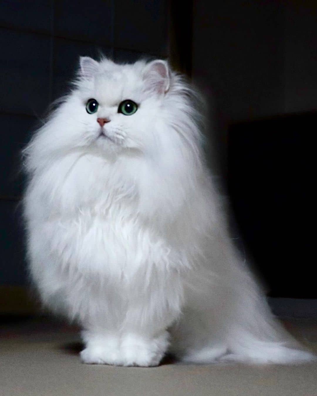 photo of a gorgeous white persian cat