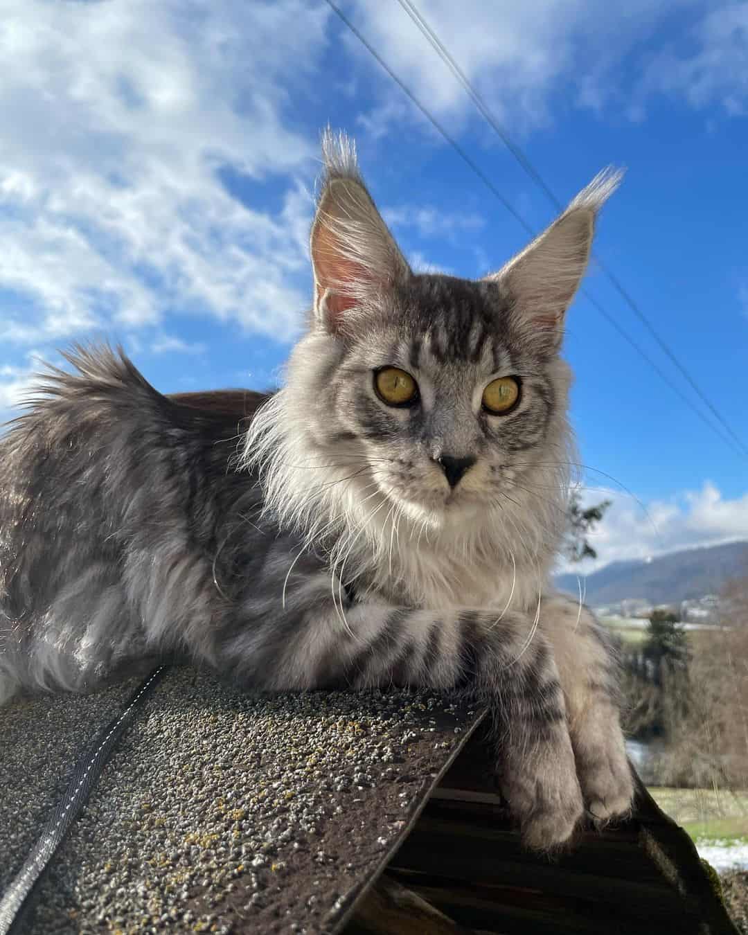 photo of a maine coon cat, one of the most gorgeous cat breeds