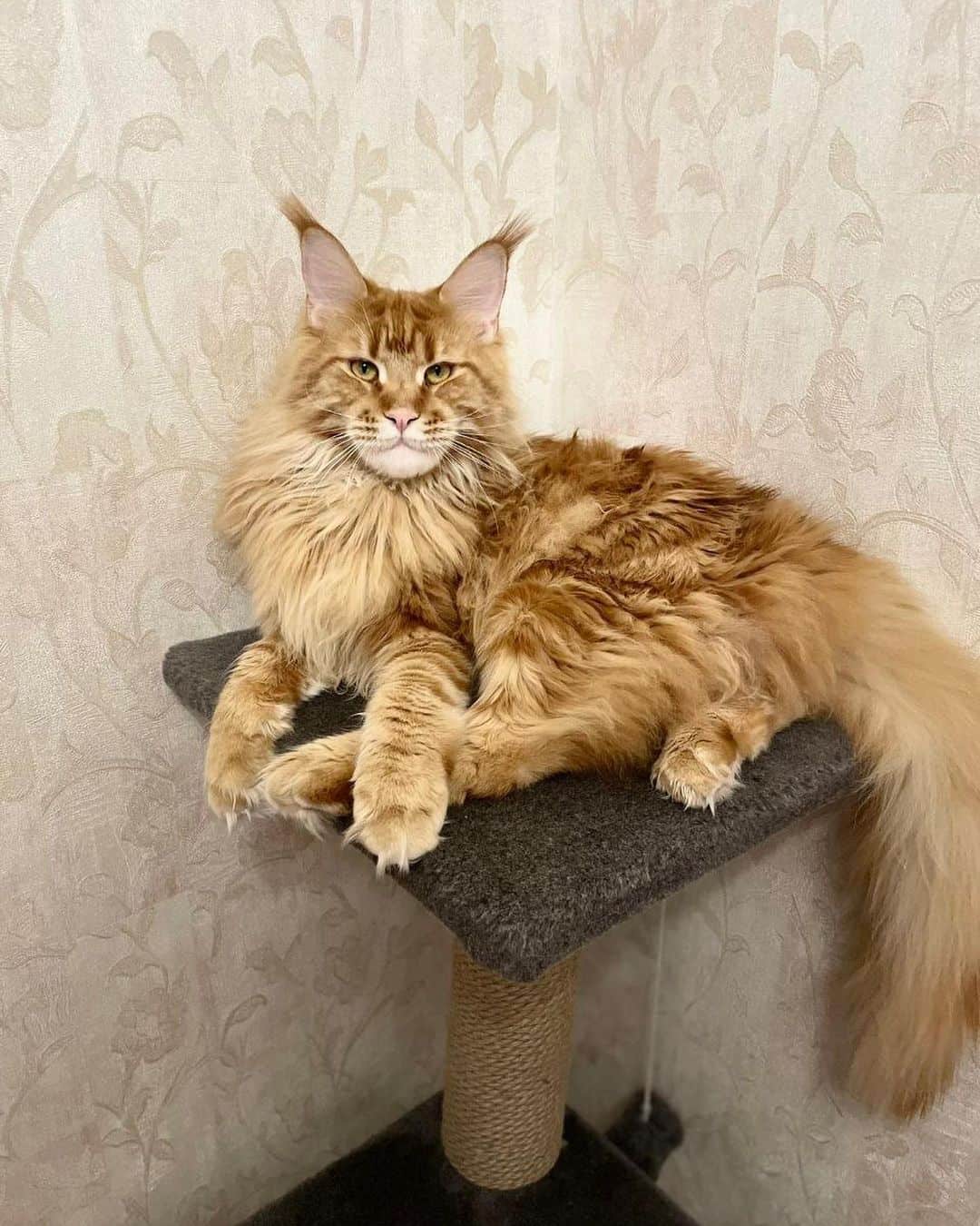 photo of a purebred maine coon on a cat tree