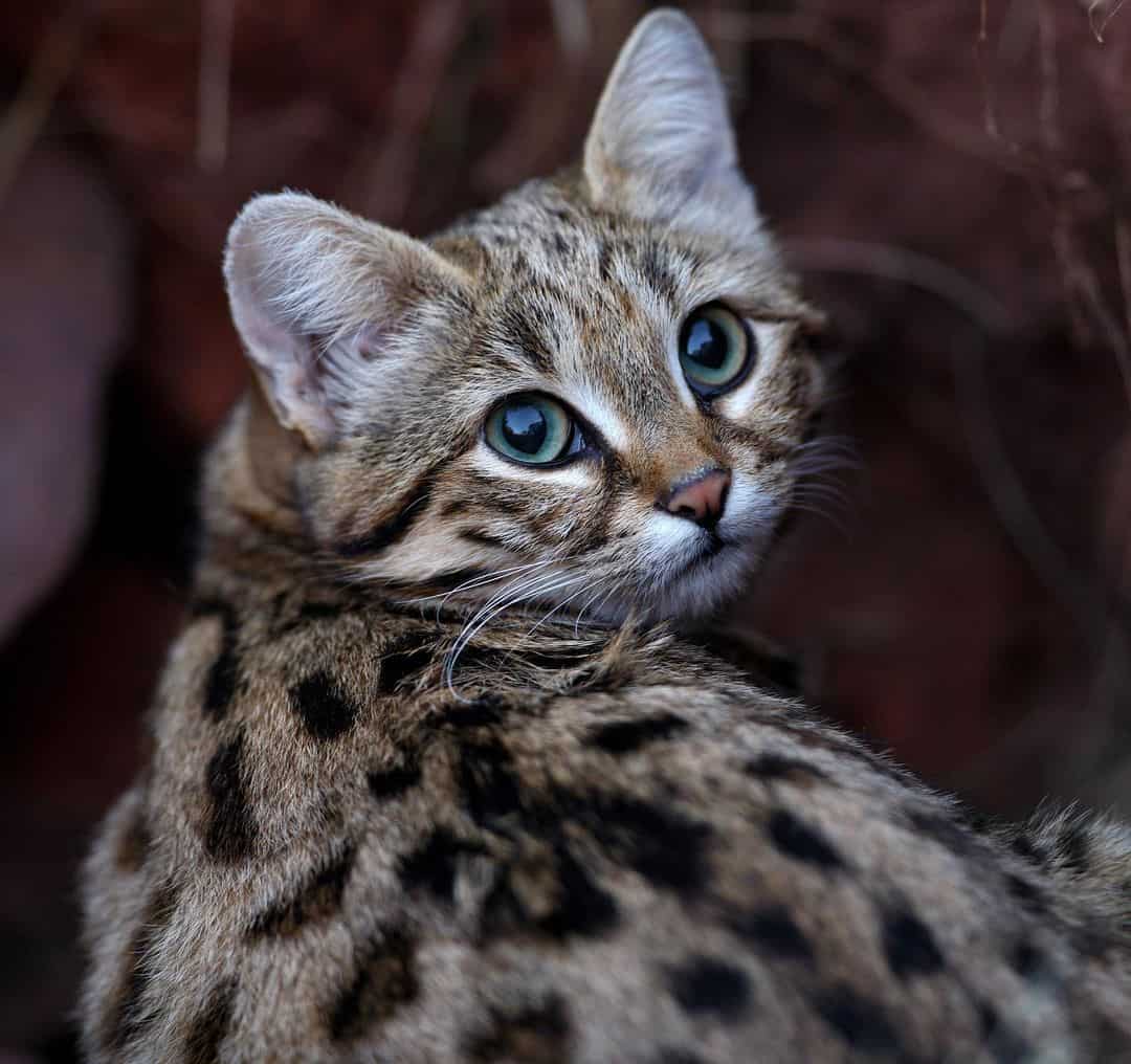photo of a rare breed black-footed cat