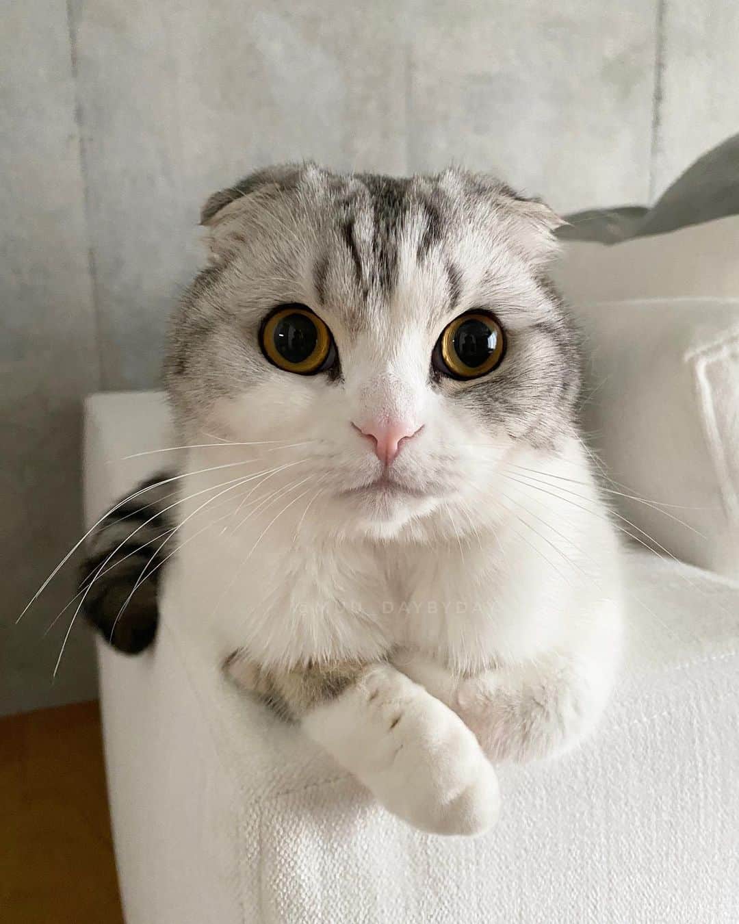 photo of a scottish fold cat, one of the friendliest cat breeds