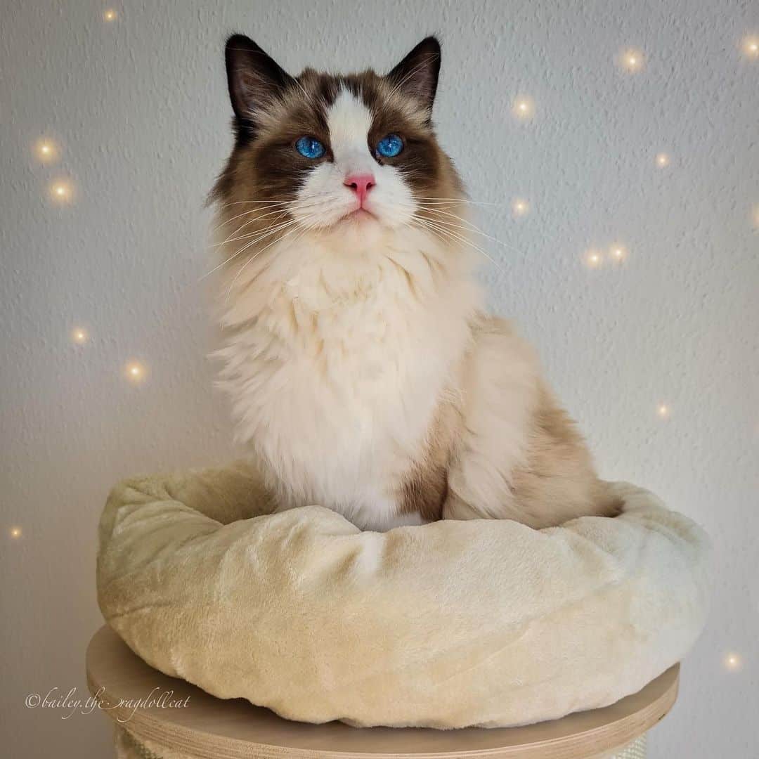 photo of a seal bicolor cat