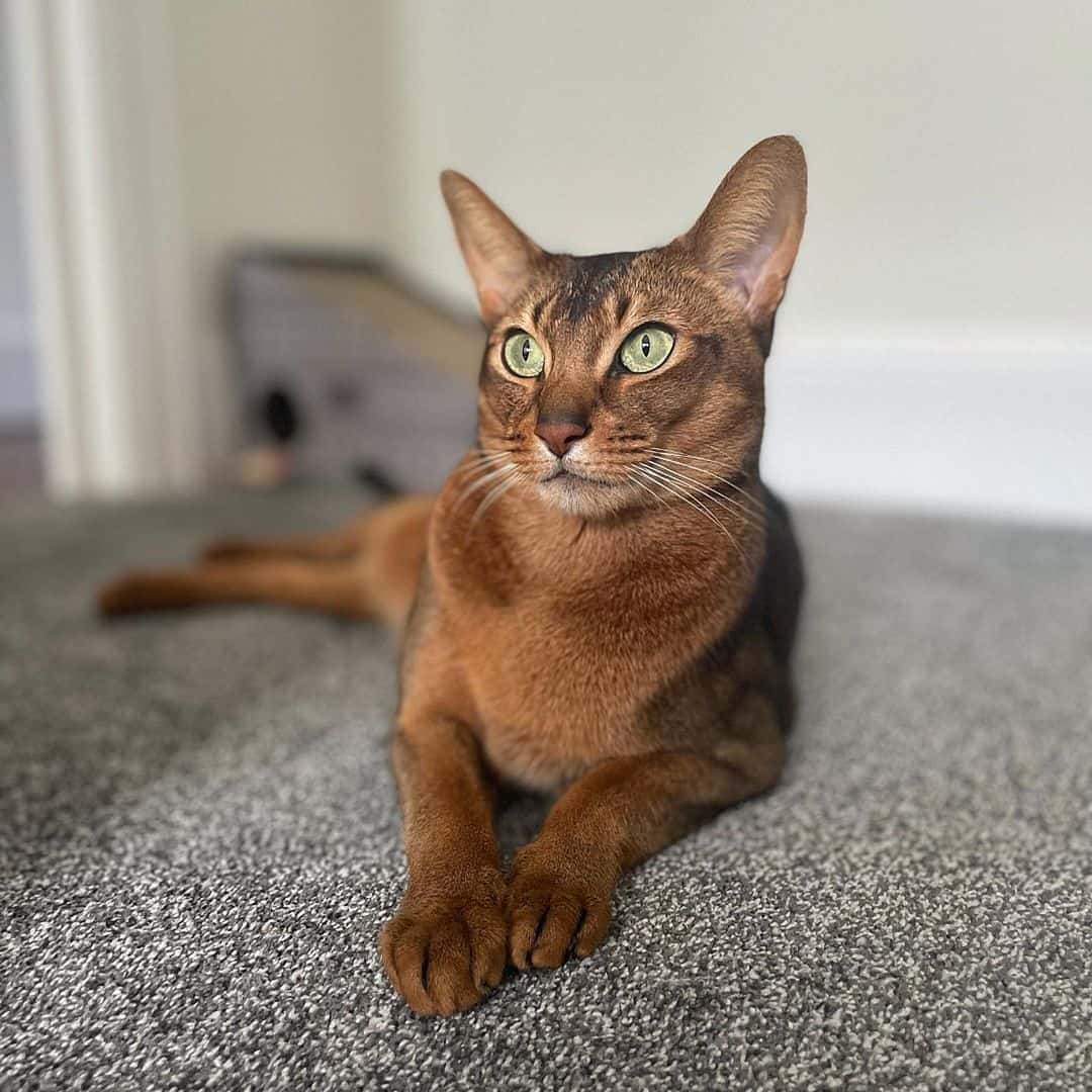 photo of abyssinian cat resting