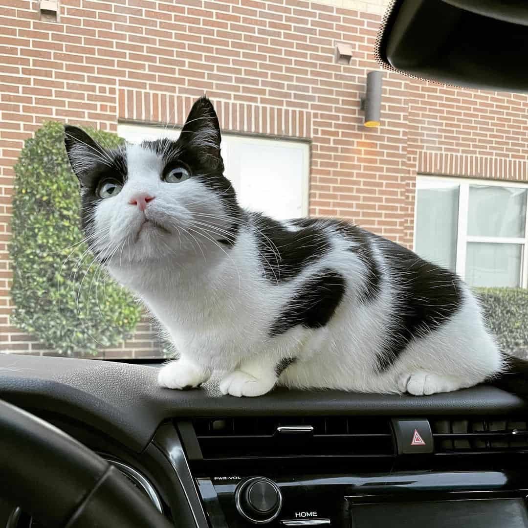 photo of nugget in a car