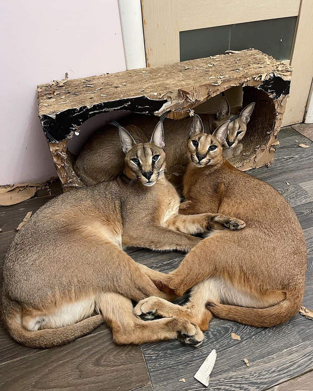 photo of two caracal cats