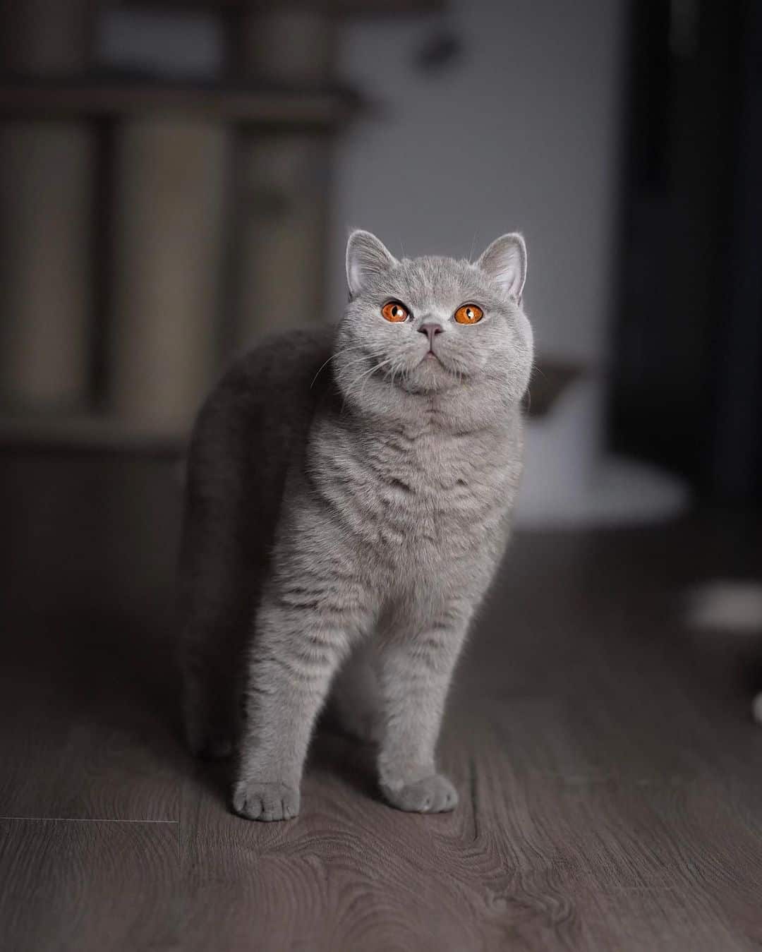 portrait of a gorgeous grey british shorthair cat