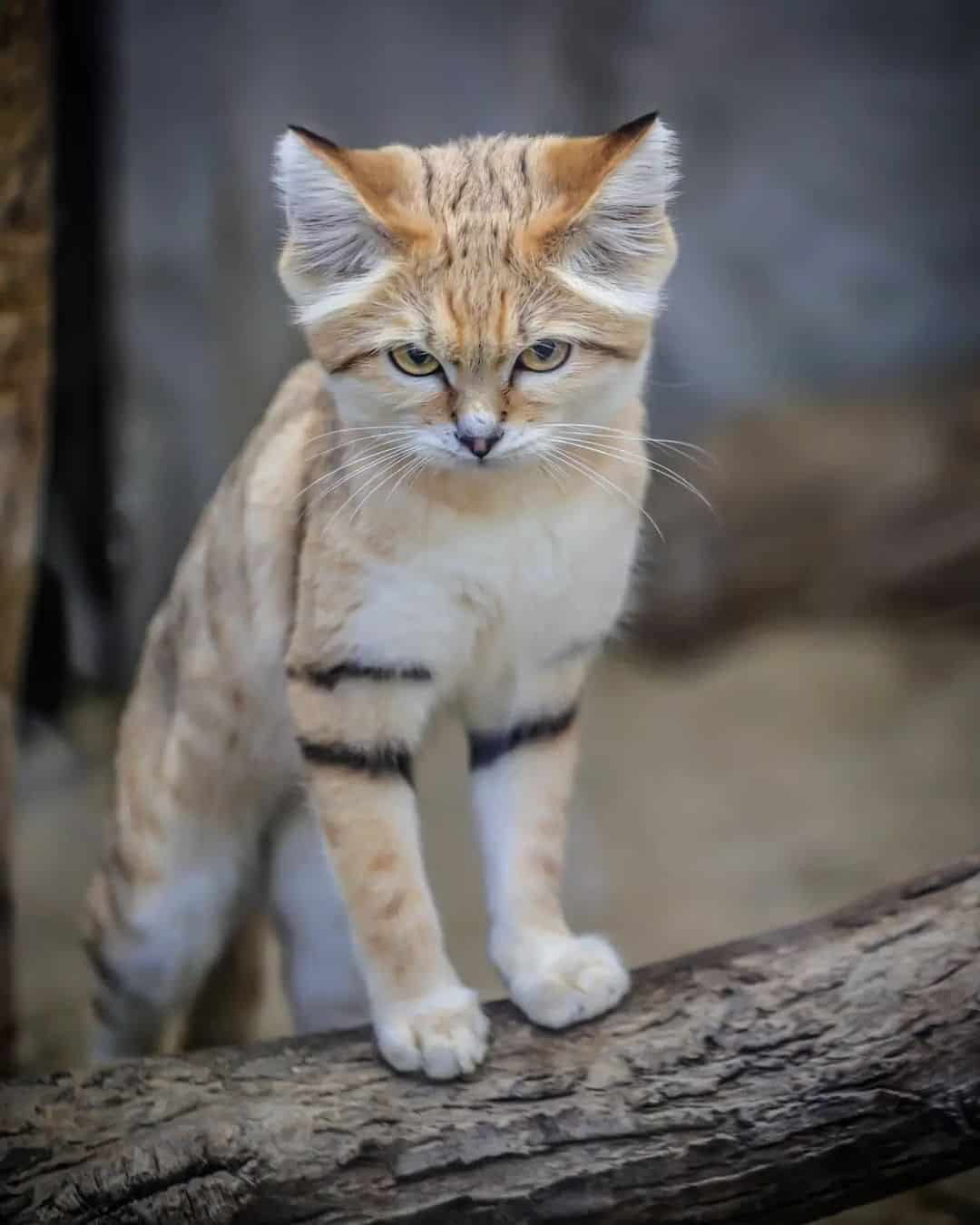 portrait of a rare breed of sand cat