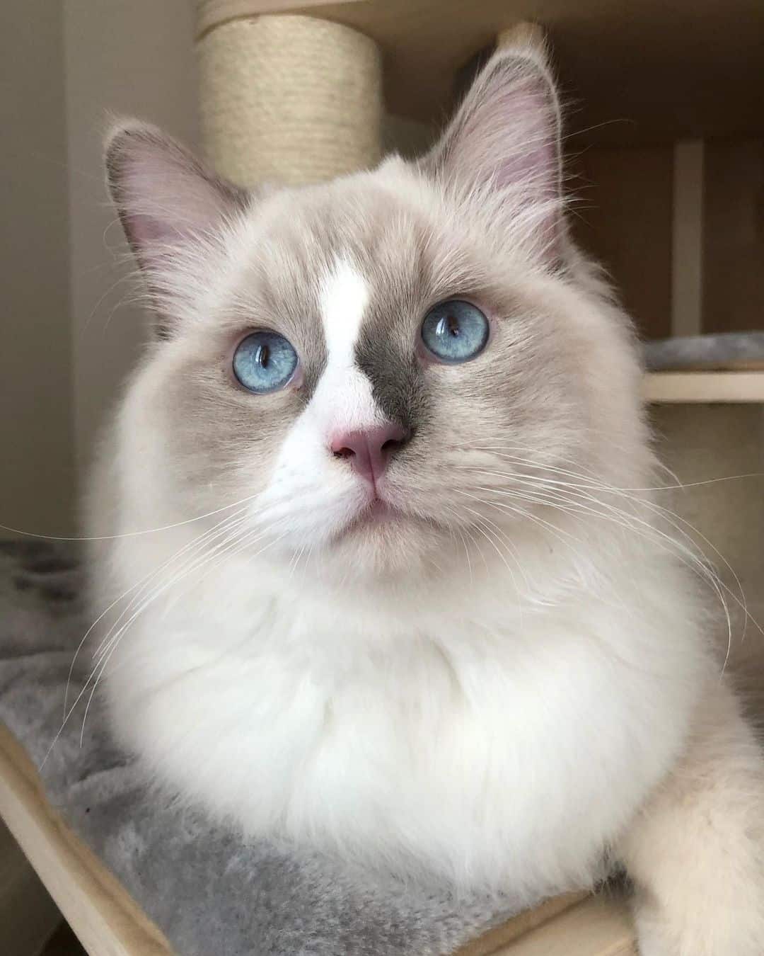 ragdoll cat, one of the friendliest cat breeds