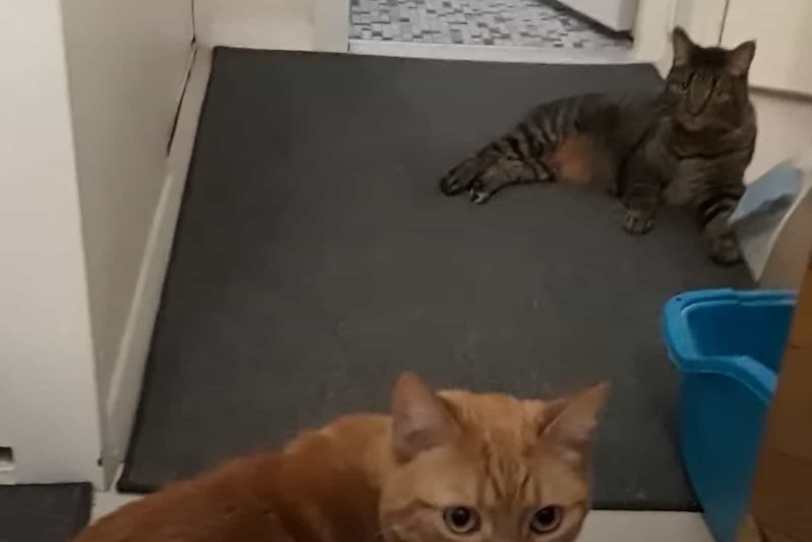 the cat is lying on the floor while the other is looking at the camera