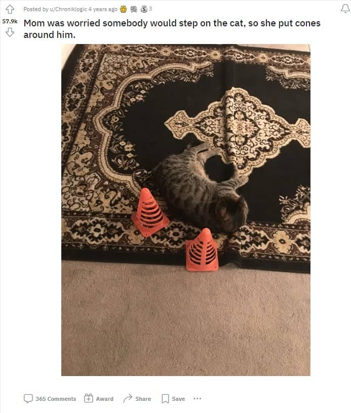 the cat is playing on the carpet