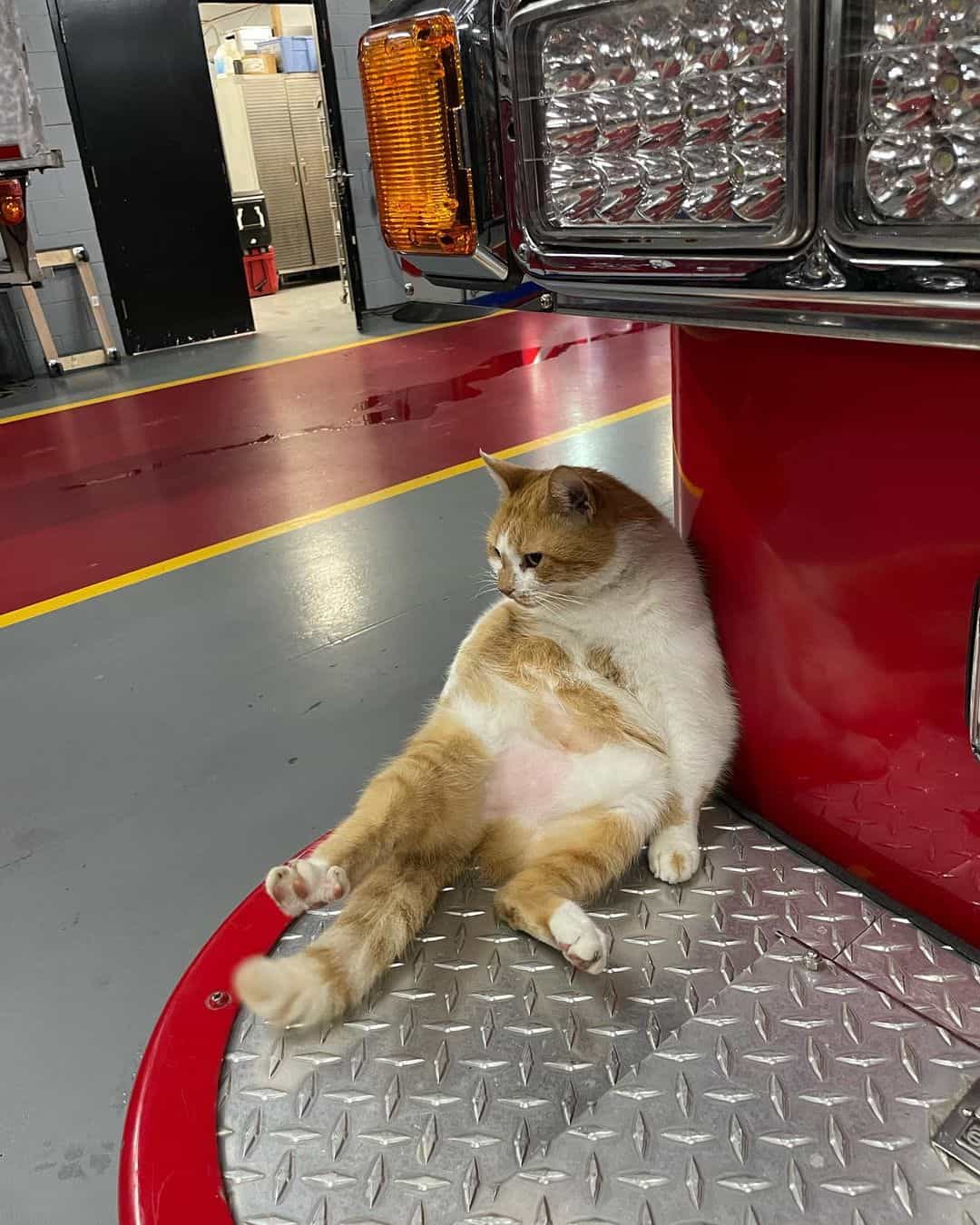 the cat is sitting on its back leaning against the fire engine