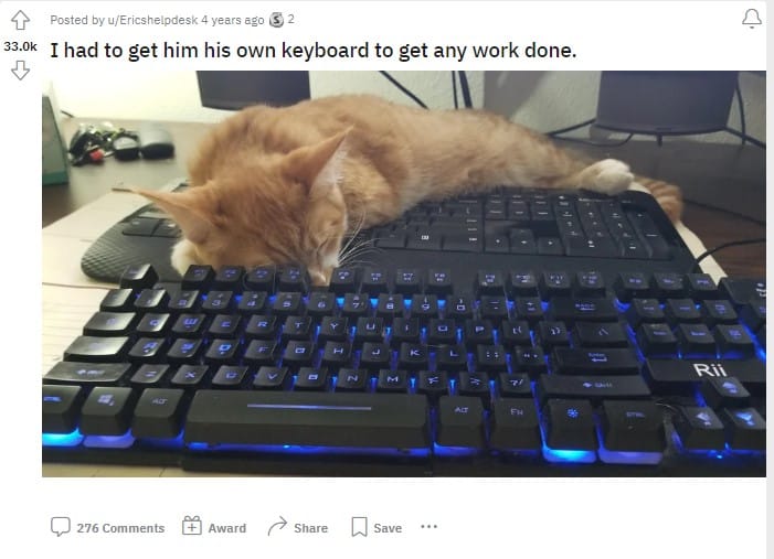 the cat is sleeping on the keyboard