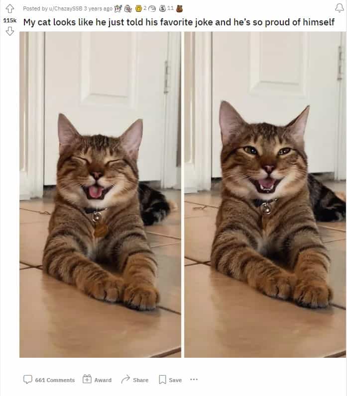 the cat laughs