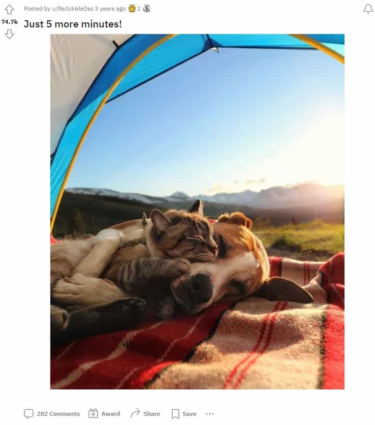 the cat lies and sleeps on the dog under the tent