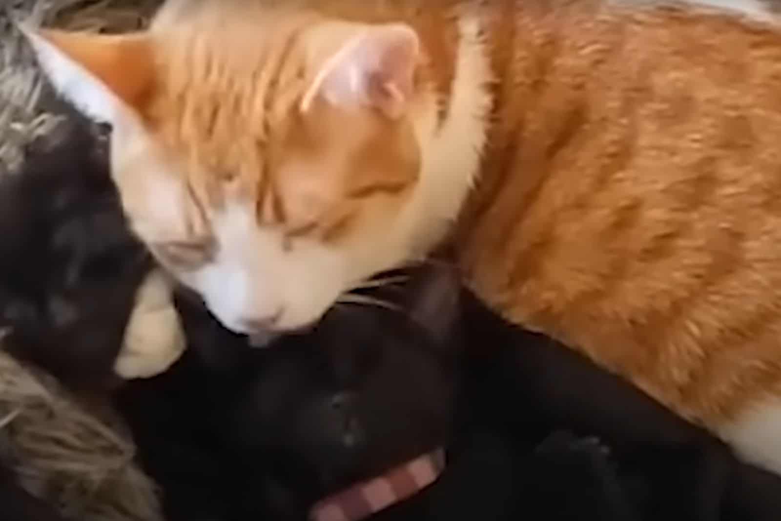 the cat lies on the kittens