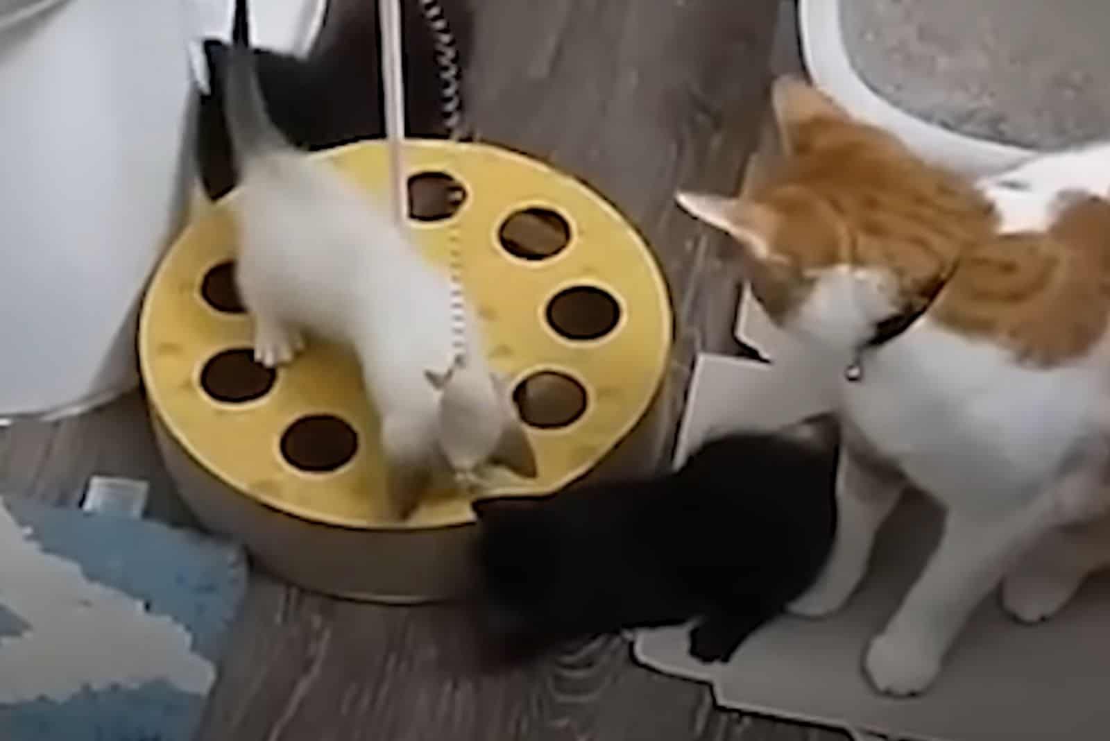 the cat looks after the kittens while they are playing