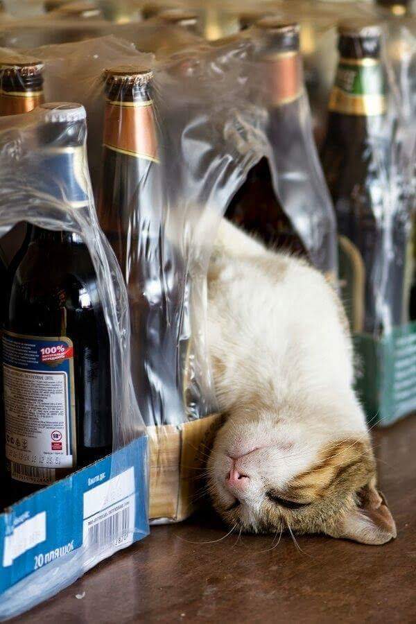 the cat sleeps in the area where the beer bottles stand