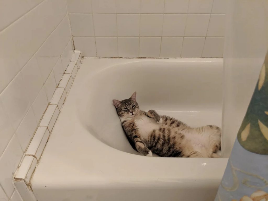 the cat sleeps in the bathtub
