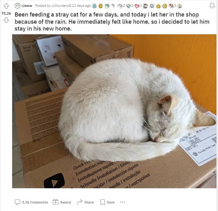 the cat sleeps on the cardboard box