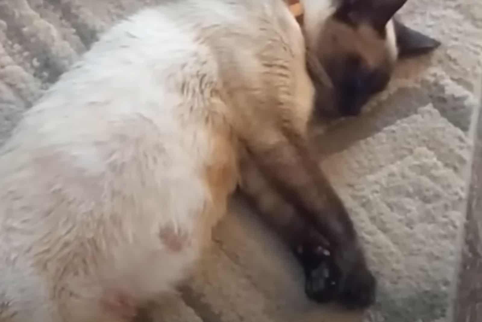 the cat sleeps on the carpet