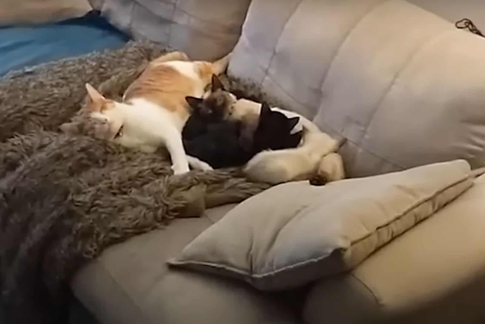 the cat sleeps on the couch next to the kitten