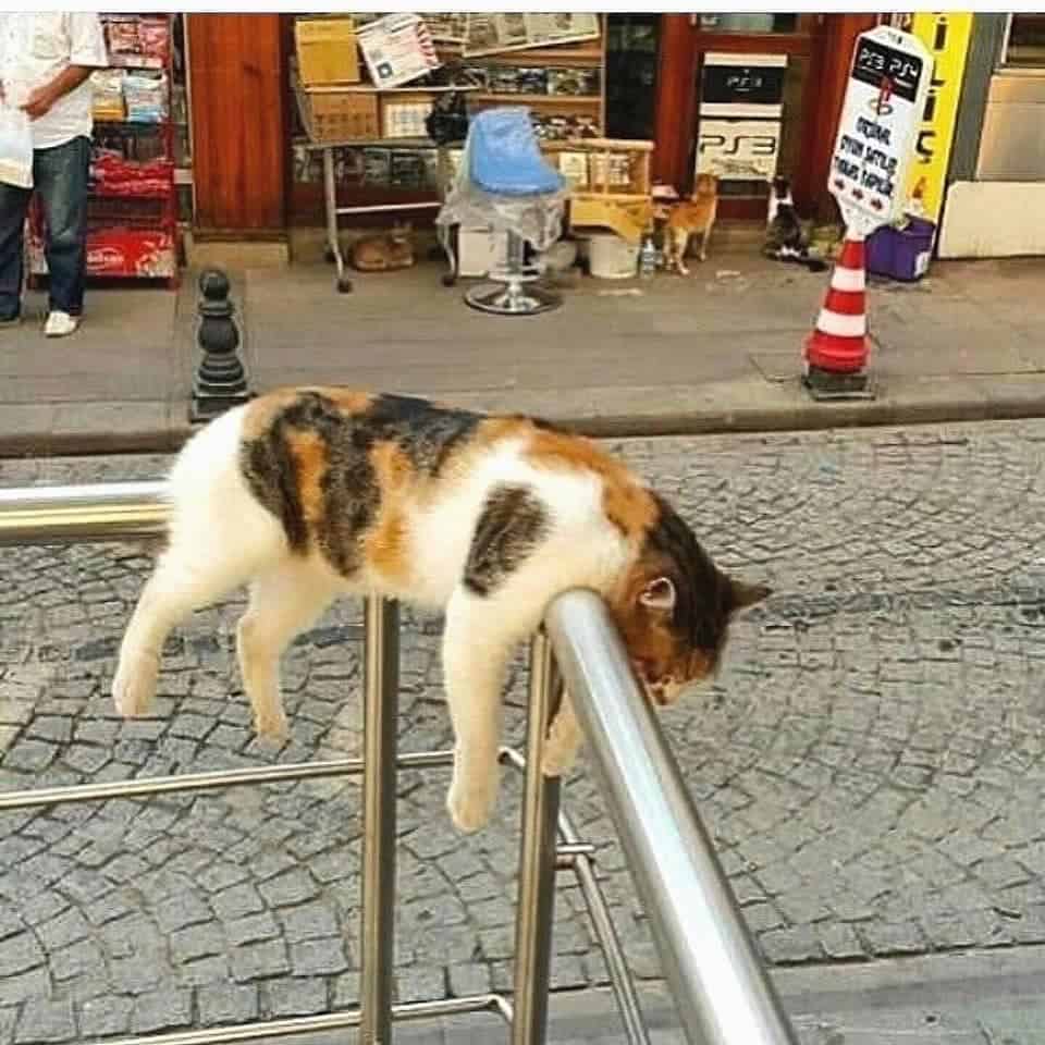 the cat sleeps on the fence in the street