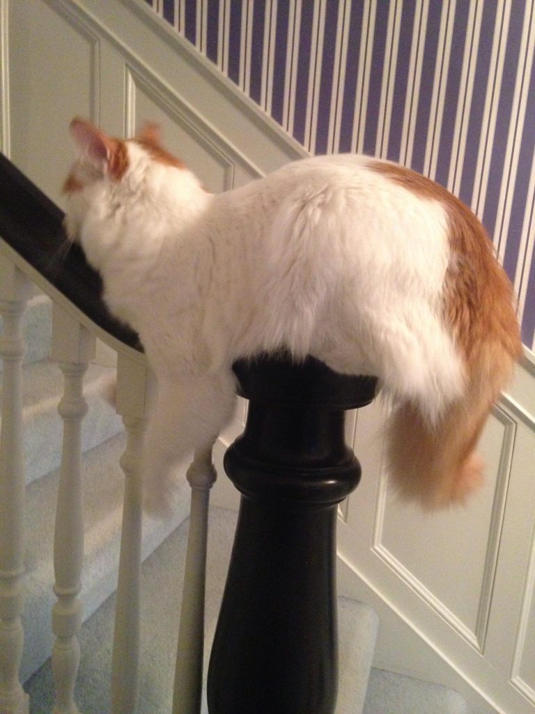 the cat sleeps on the fence post