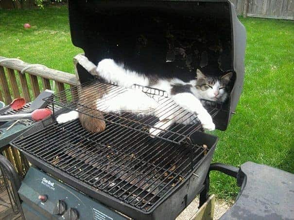 the cat sleeps on the grill