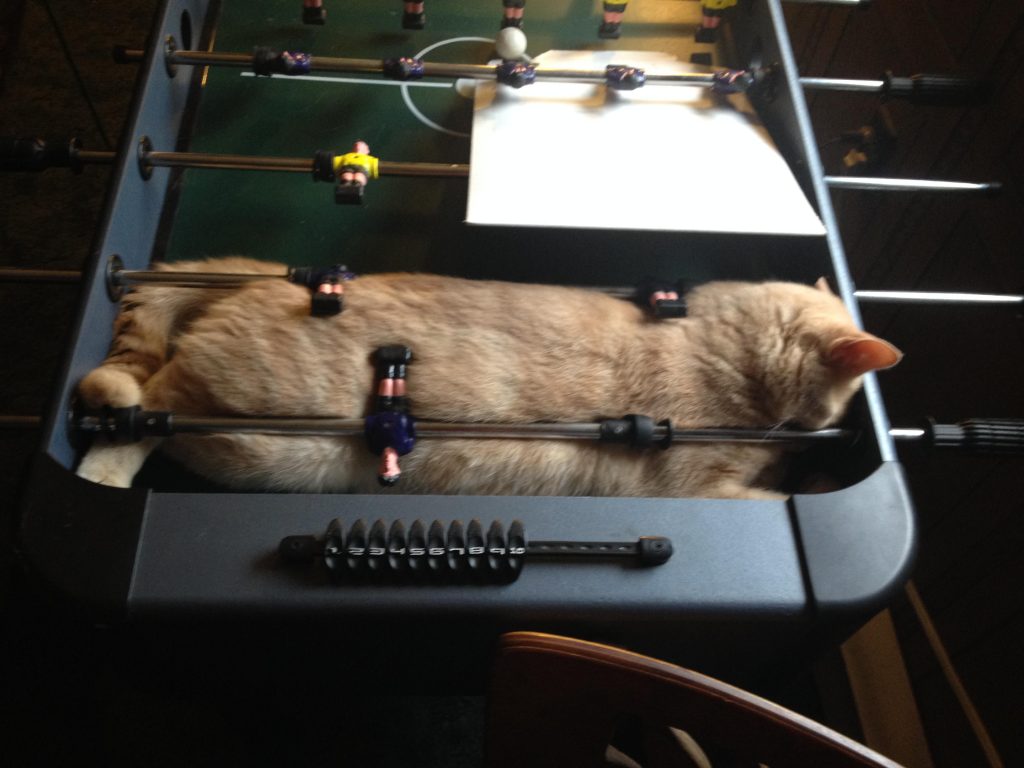 the cat sleeps on the player table