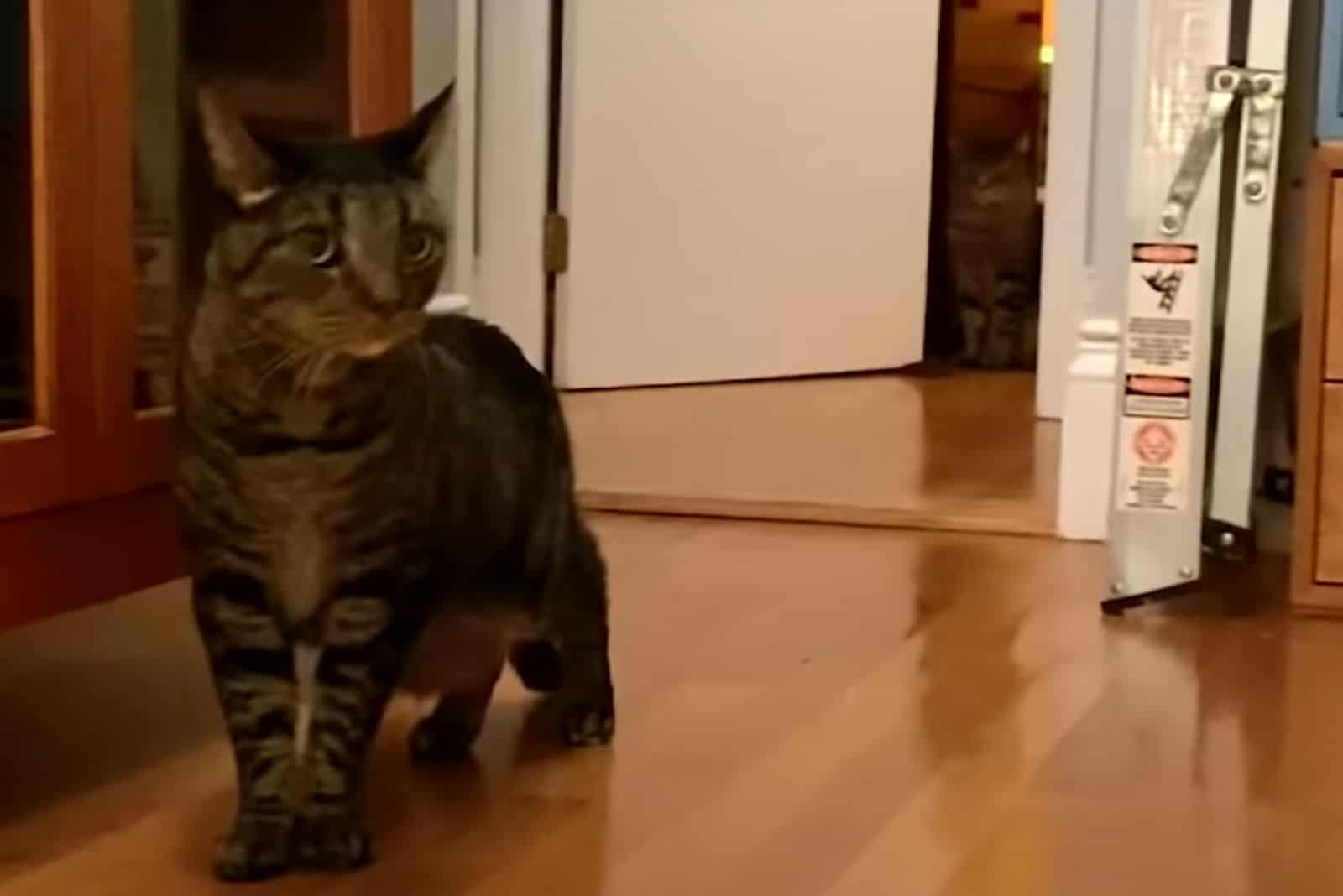 the cat stands on the laminate and looks around