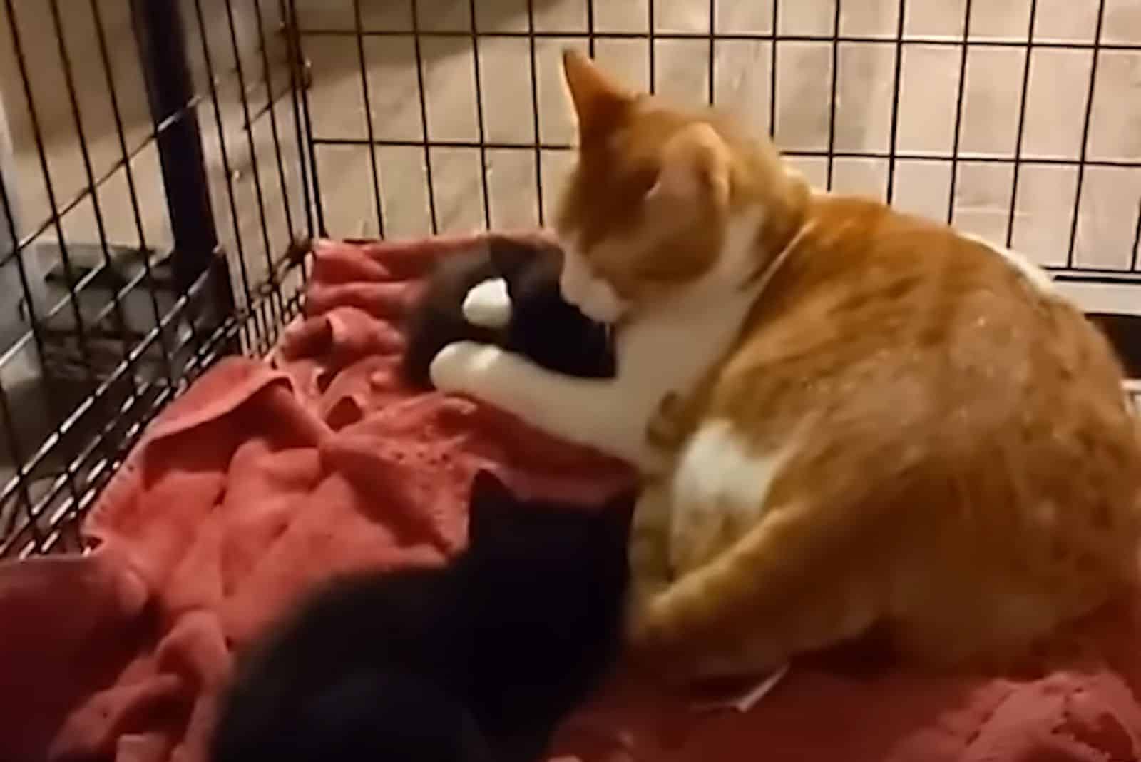 the cat takes care of the kittens in the cage