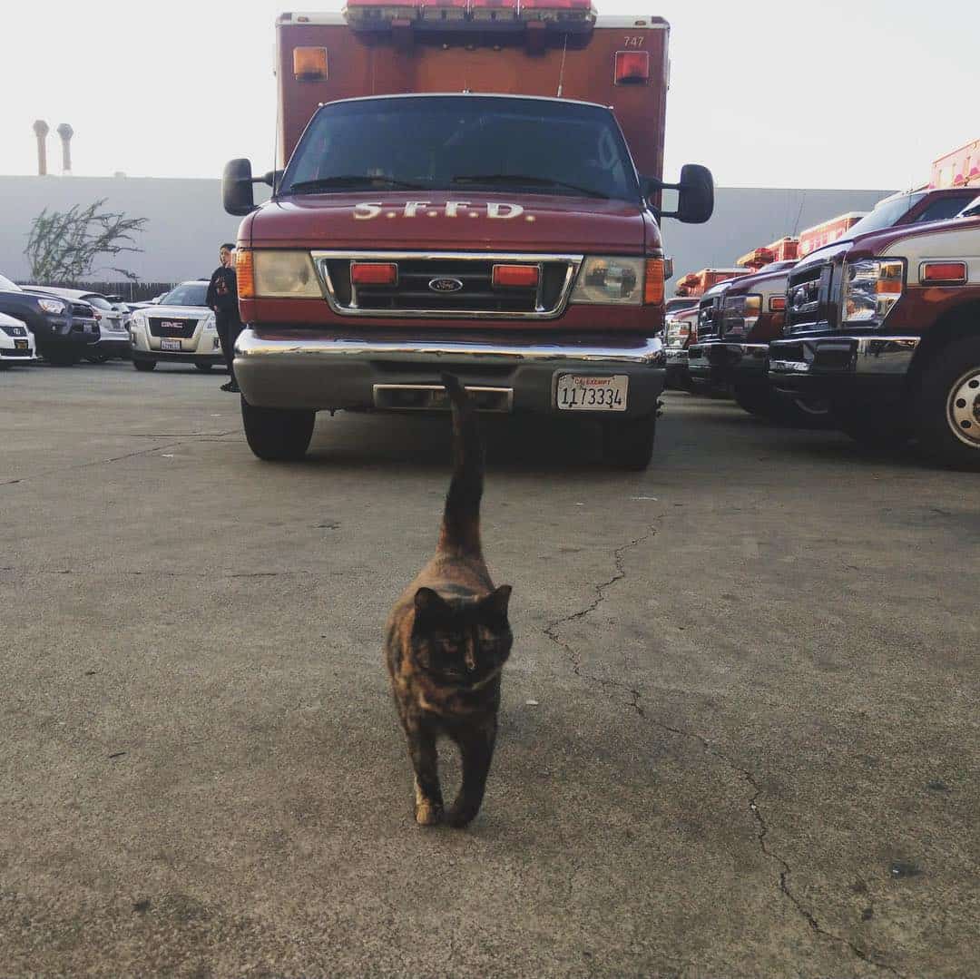 the cat walks around the fire trucks