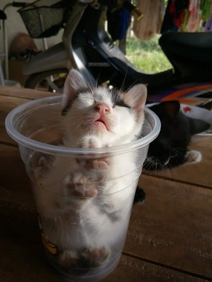 the kitten is sleeping in a plastic cup