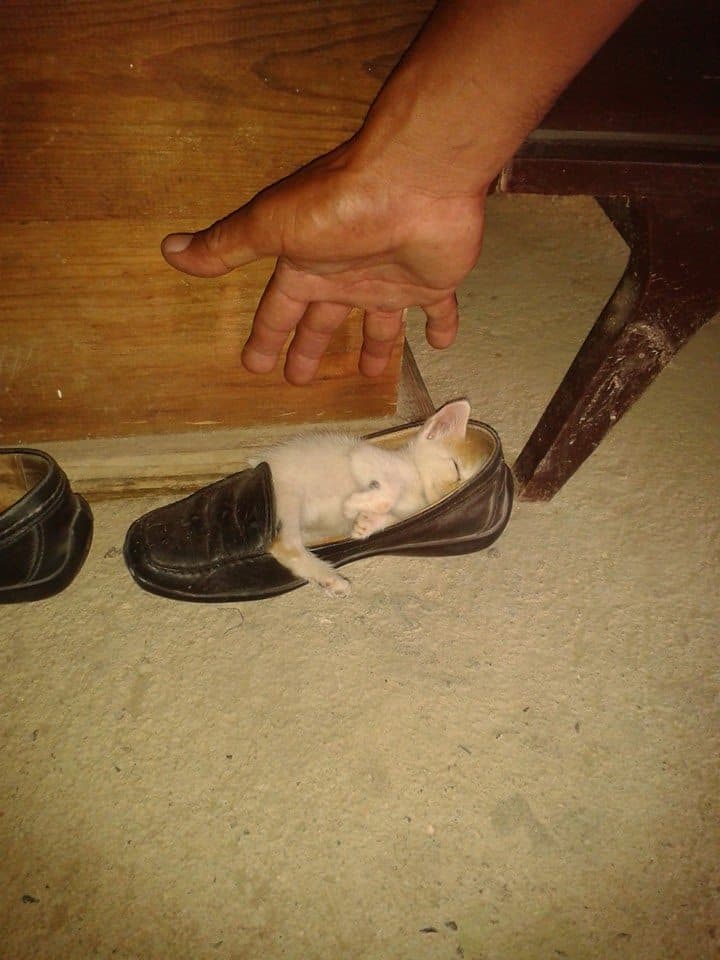 the kitten sleeps in the shoe