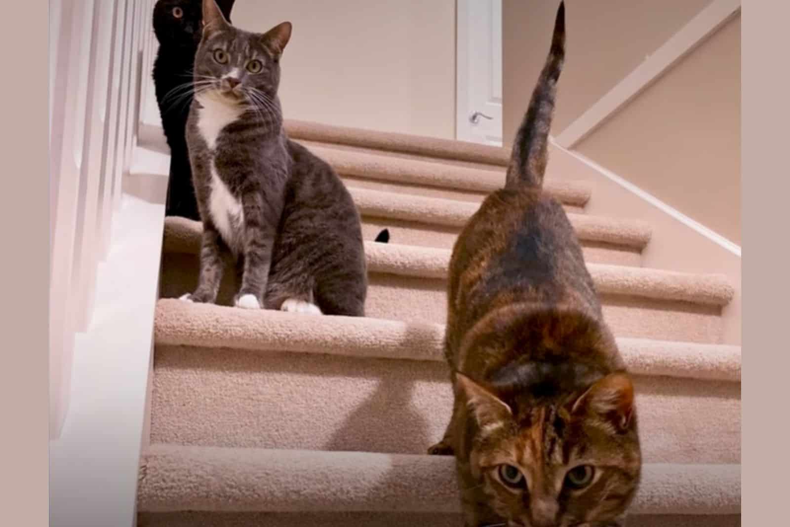 the three cats on stairs