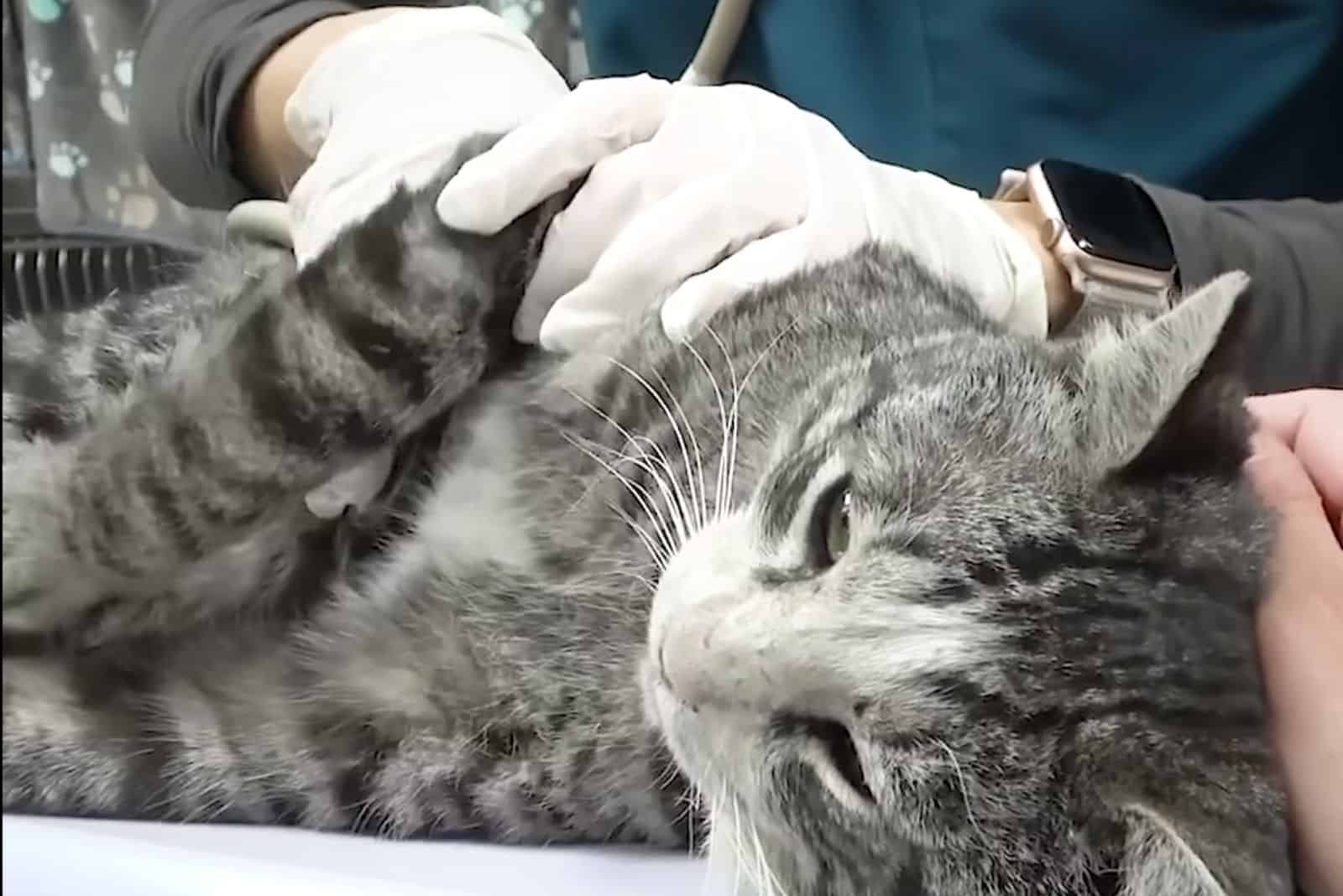 the veterinarian examines the affected cat