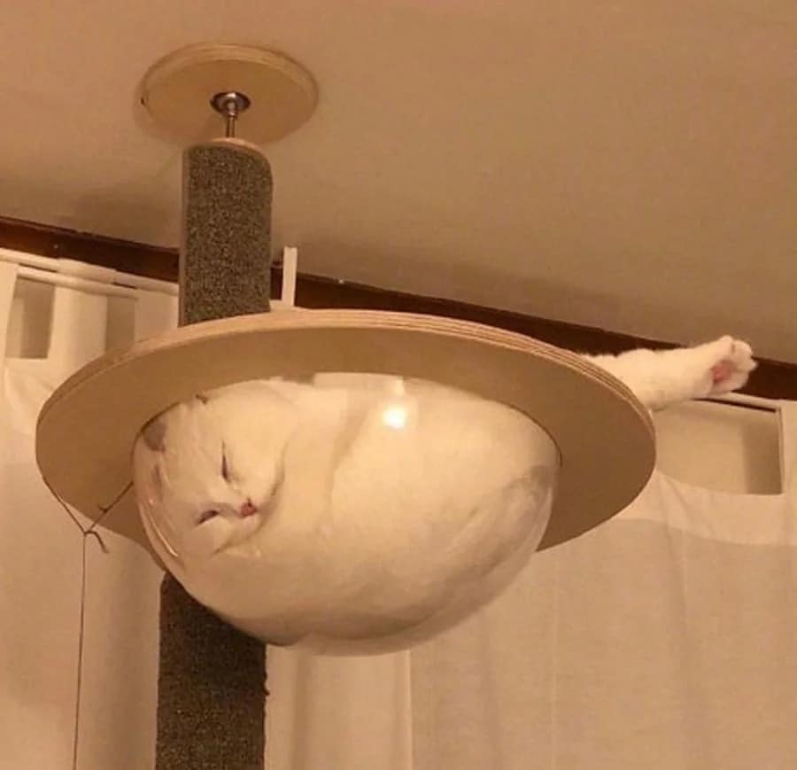 the white cat sleeps in the scratching post circle