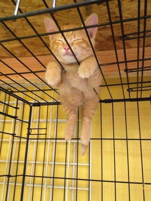 the yellow cat sleeps on the cage