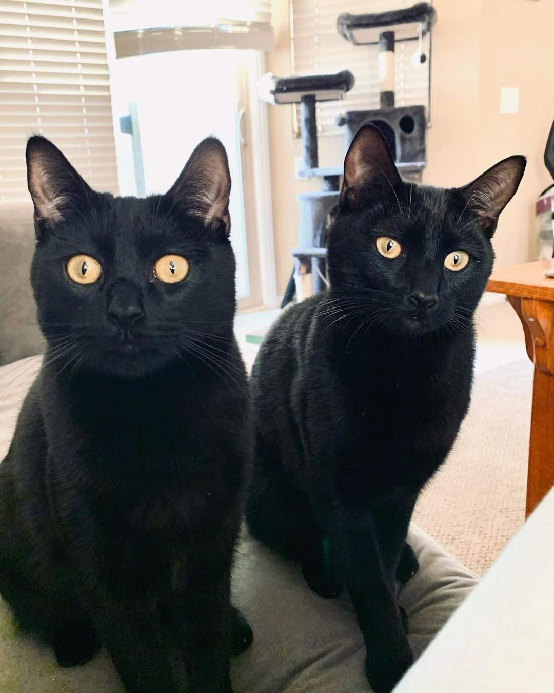two black cats sitting and looking at camera