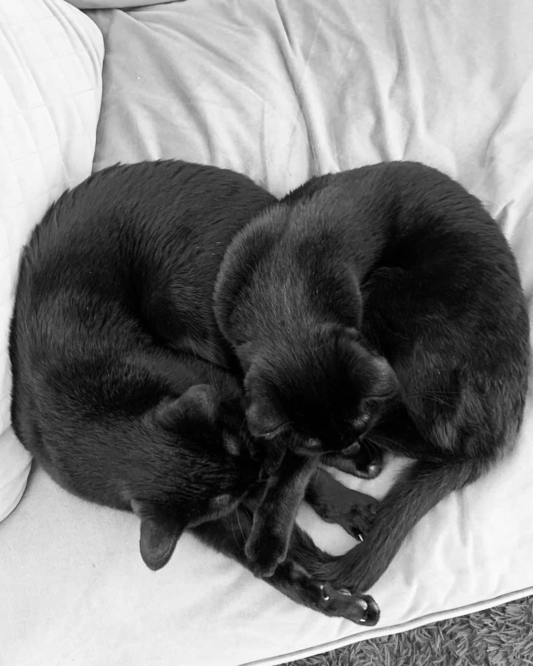 two black cats sleeping on bed