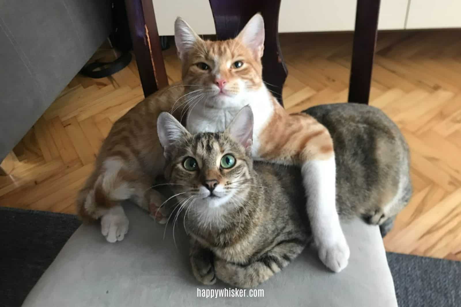 two cats resting on chair