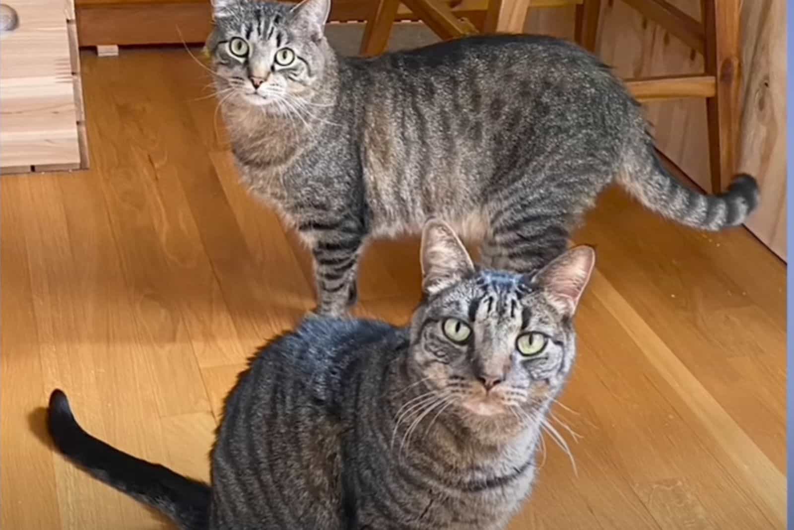 two cute cats are standing and looking at the camera