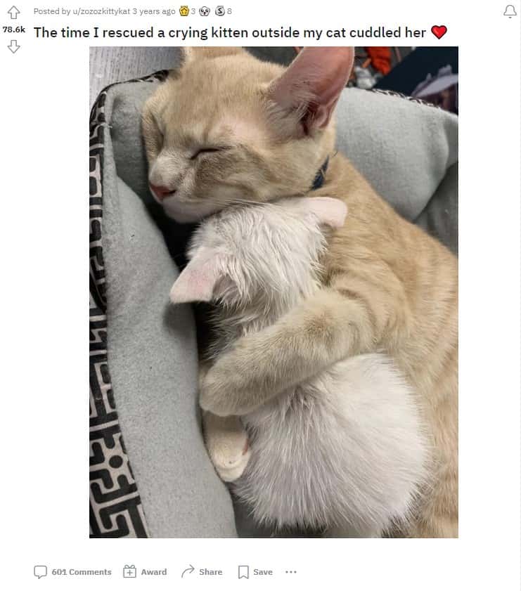 two hugging cats are sleeping