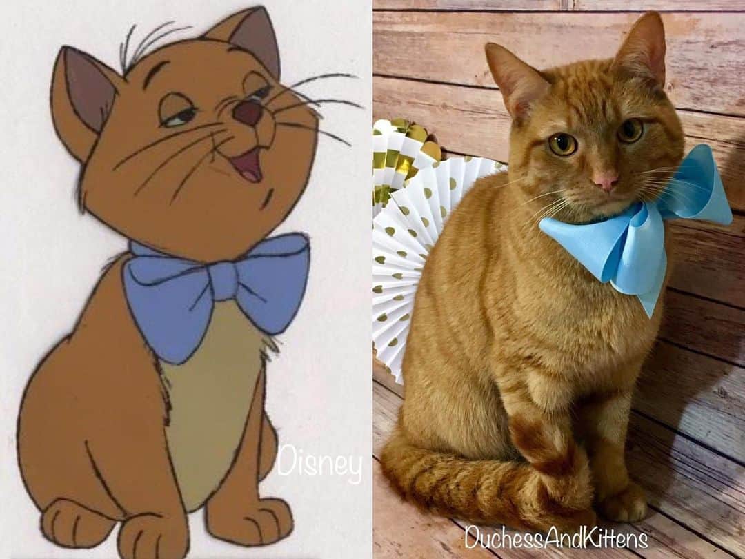 what does a cat look like in disney