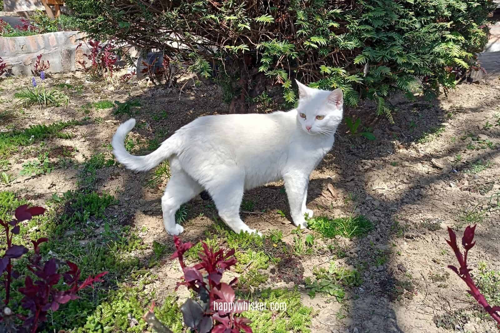 white cat in nature