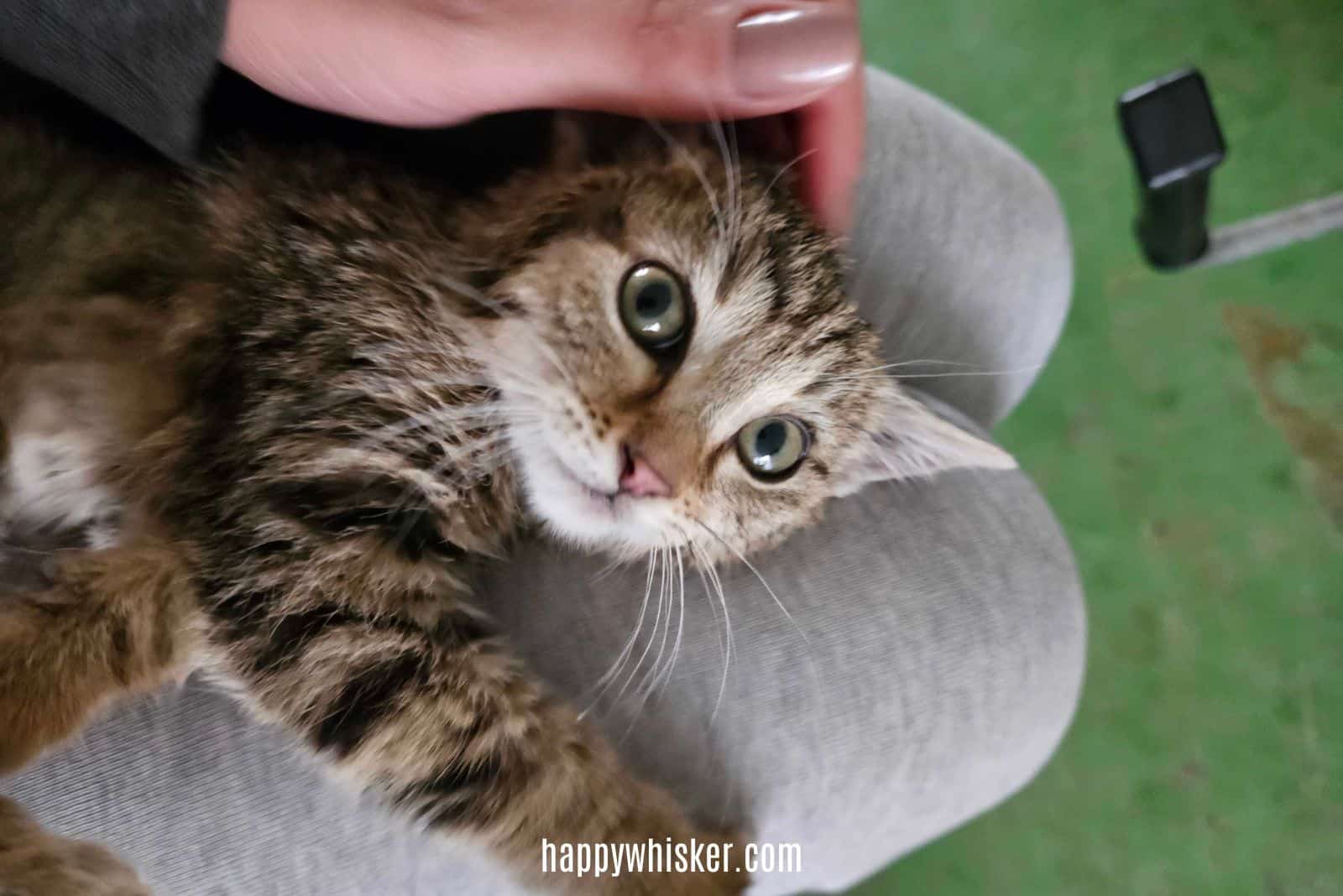 woman cuddling little cat