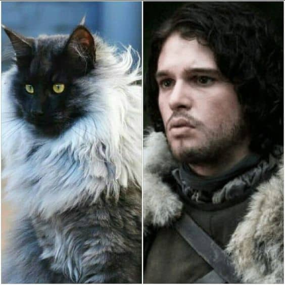 cat and john snow