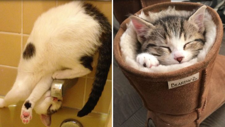 List Of 20 Cats Doing Things Their Own Way
