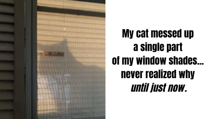 Hilarious Struggles All Cat Owners Can Relate To